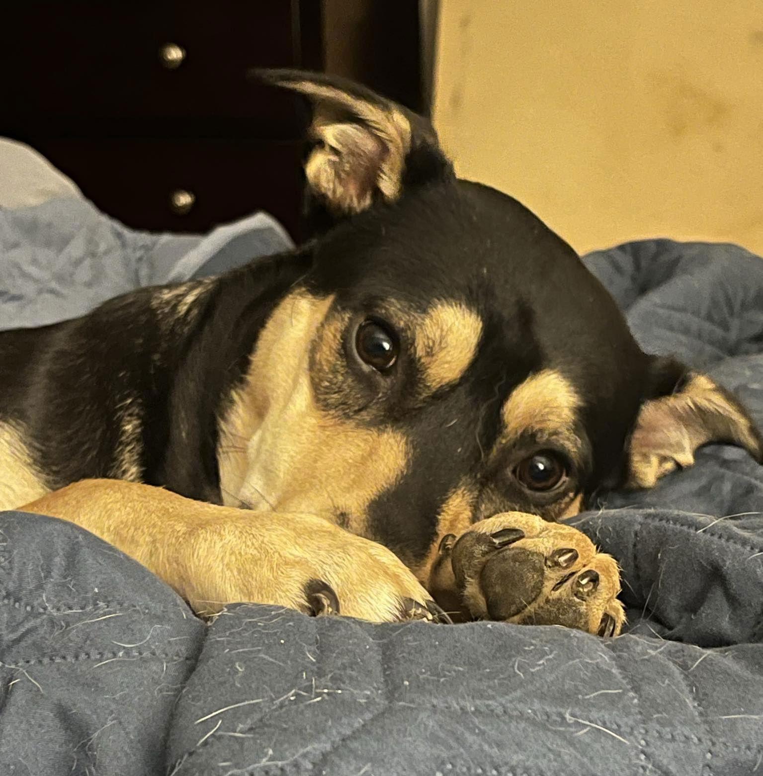 Enlarge Kiko, a Adoptable Terrier in Germantown, OH image 3/3