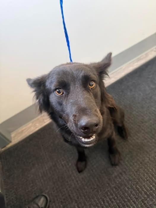 King, Adoptable, Young Male Australian Shepherd.