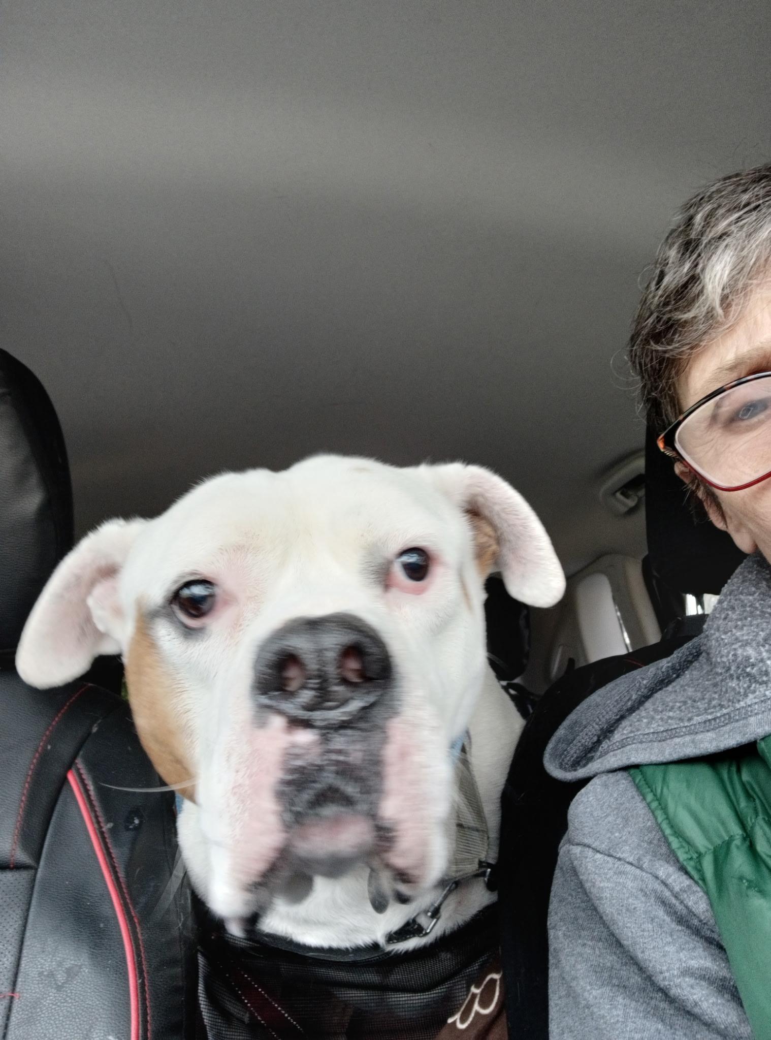 Enlarge Tyson, a ADOPTABLE American Bulldog in Cleveland, OH image 6/6