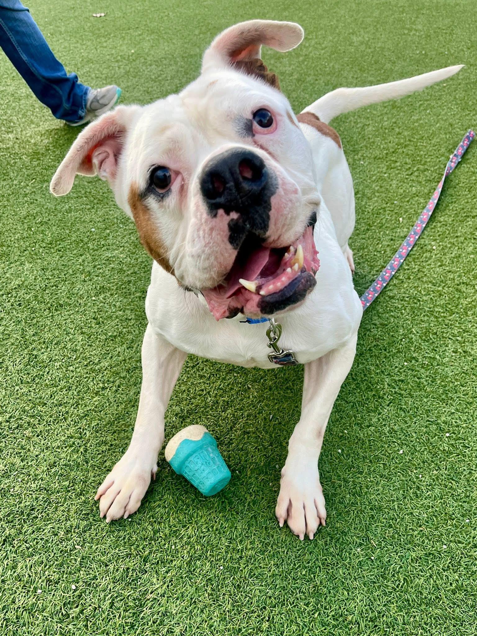Enlarge Tyson, a ADOPTABLE American Bulldog in Cleveland, OH image 5/6