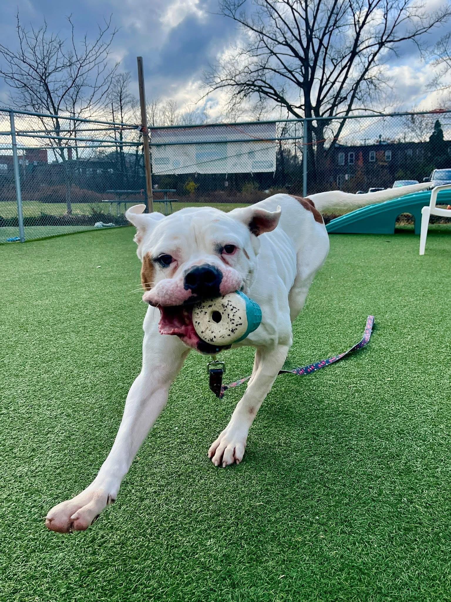 Enlarge Tyson, a ADOPTABLE American Bulldog in Cleveland, OH image 2/6