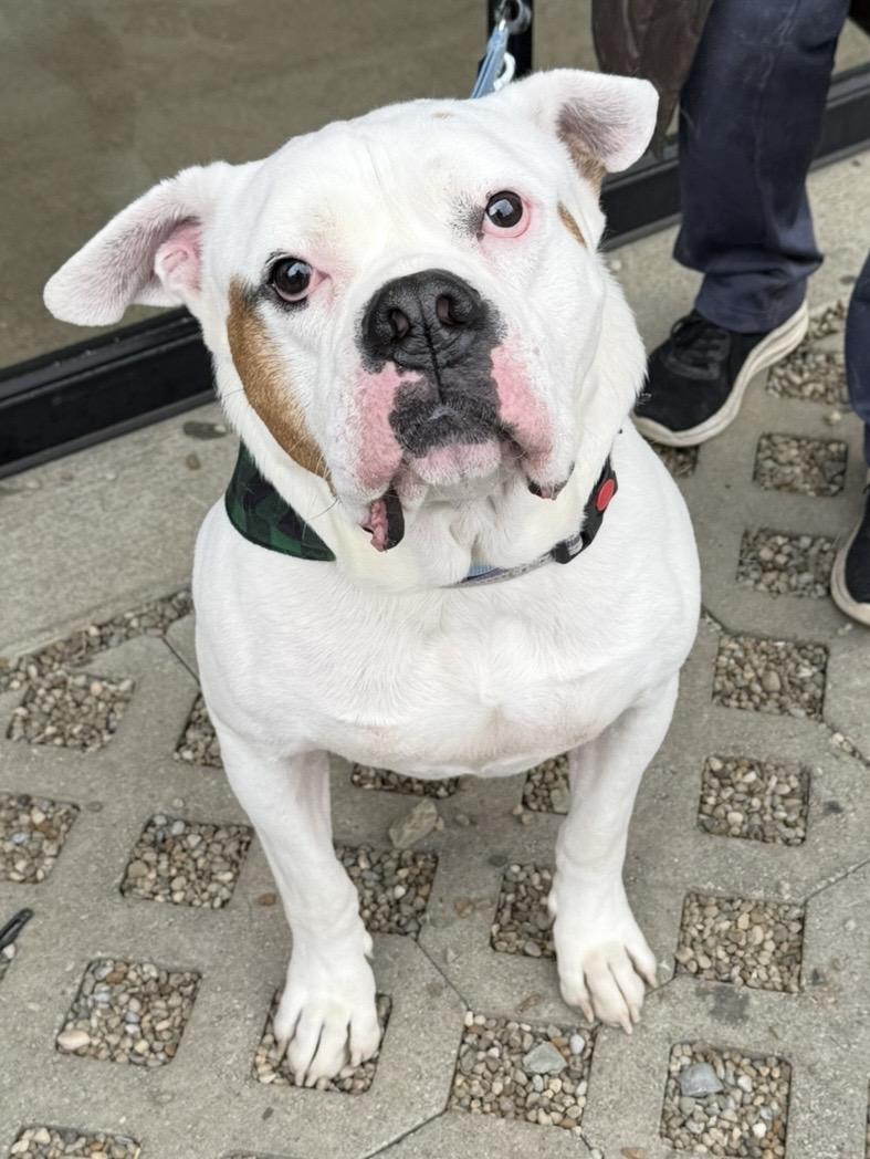 Tyson, ADOPTABLE, Adult Male American Bulldog.