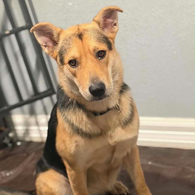 Maple, Adoptable, Young Female German Shepherd Dog.