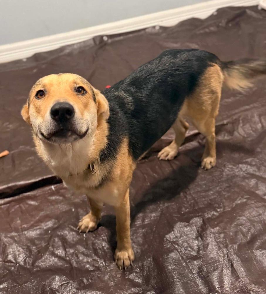 Enlarge Maple, a Adoptable mixed breed in Commerce City, CO image 2/4