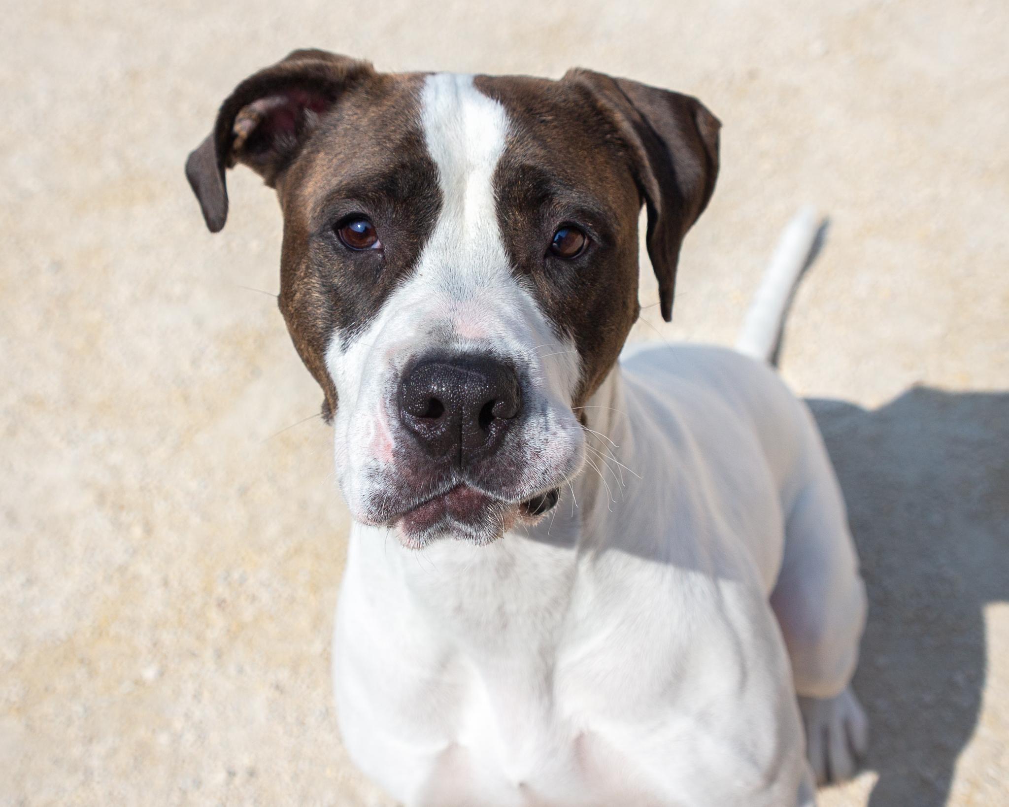 Maggie, an adoptable American Bulldog in Winnipeg, MB, R3E 3N8 | Photo Image 1