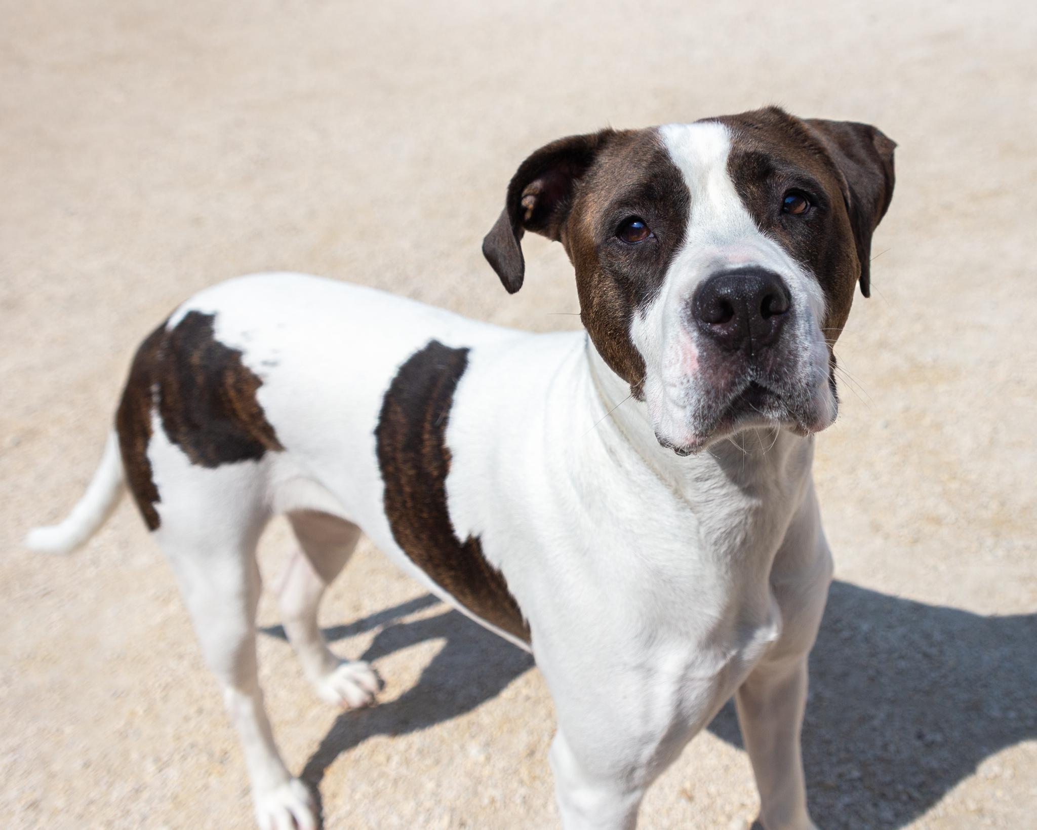 Maggie, an adoptable American Bulldog in Winnipeg, MB, R3E 3N8 | Photo Image 3