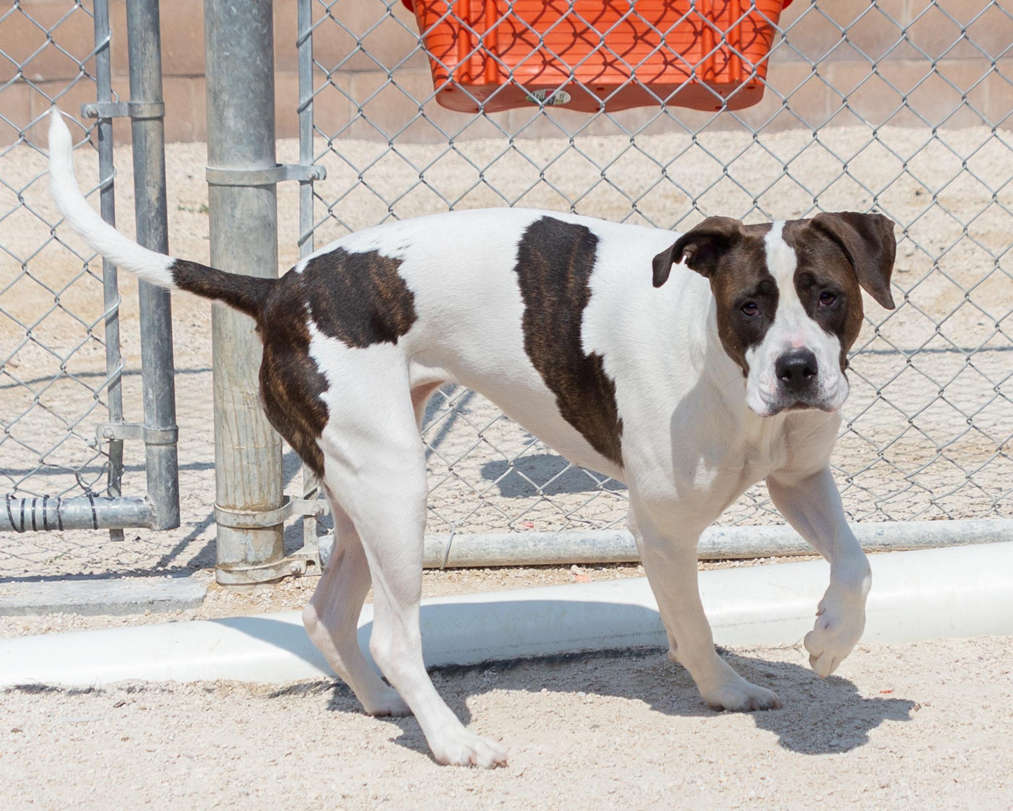 Maggie, an adoptable American Bulldog in Winnipeg, MB, R3E 3N8 | Photo Image 2