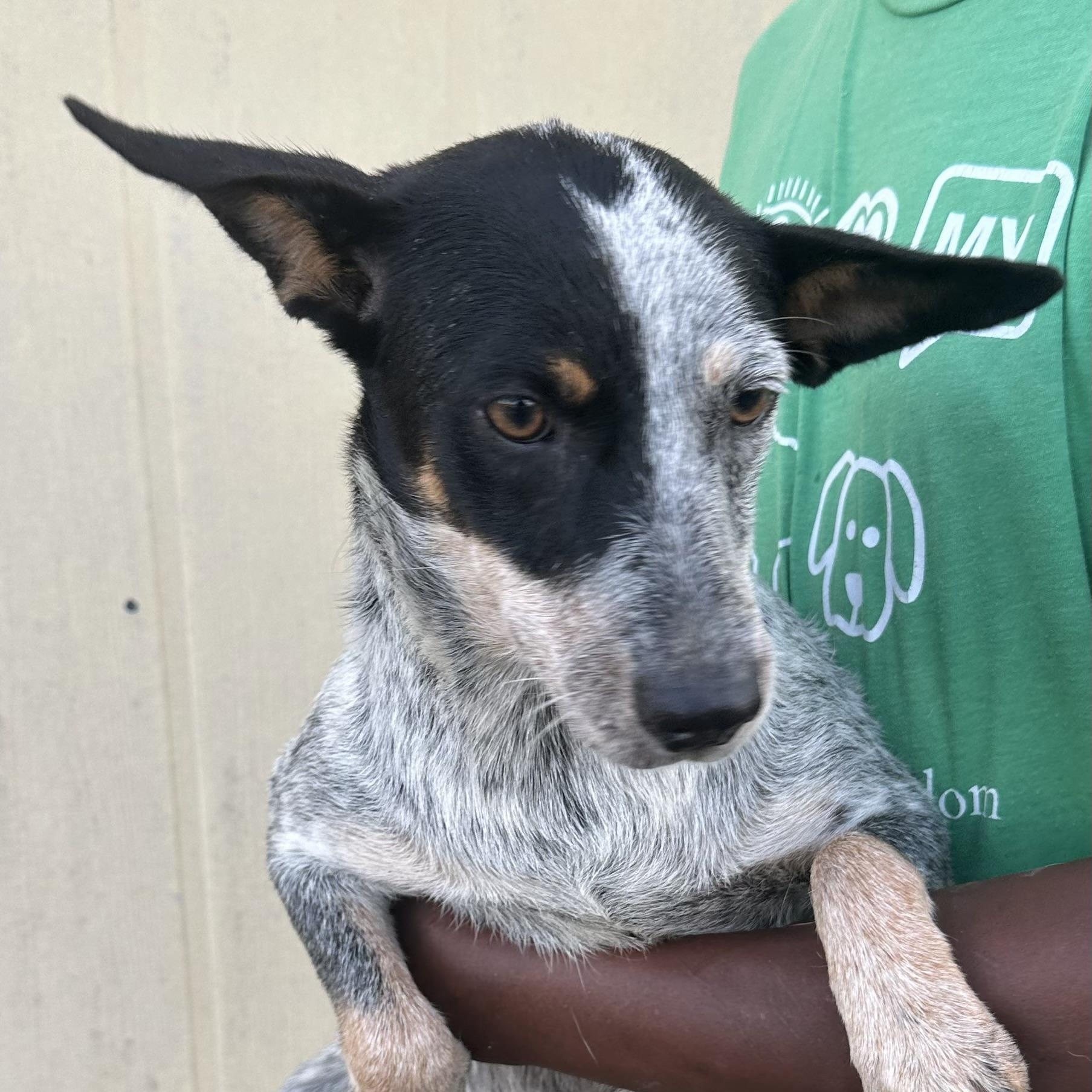 Sylvia - Local August 28-30, adoptable, Young Male Australian Cattle Dog / Blue Heeler.