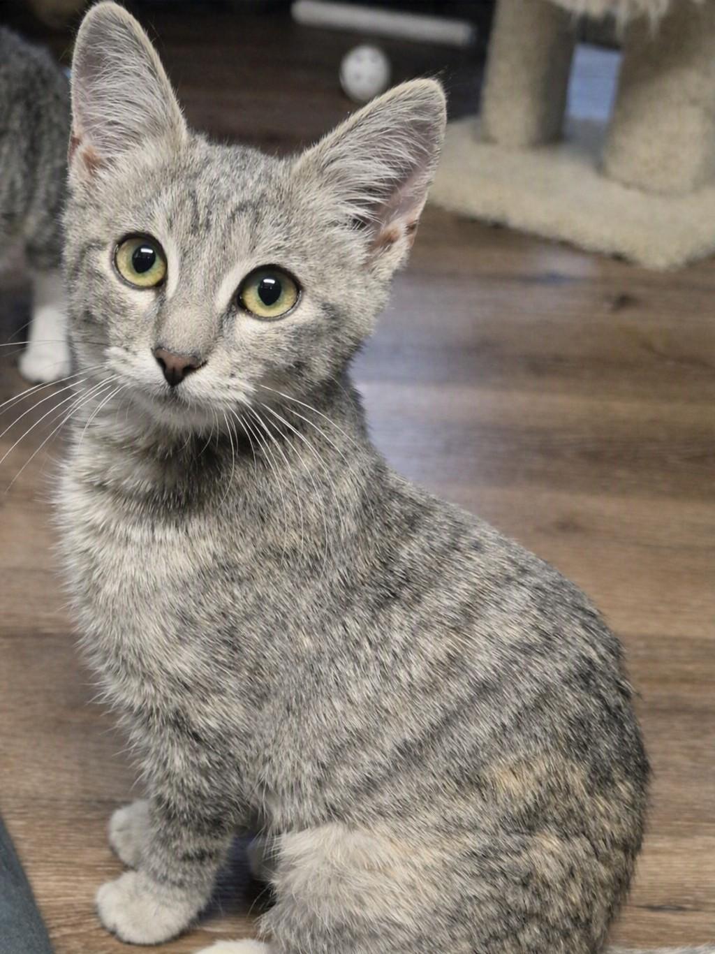 Enlarge Juno, a Adoptable mixed breed in Buhl, ID image 1/3