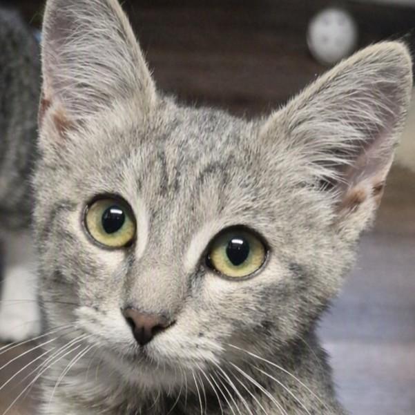 Enlarge Juno, a Adoptable mixed breed in Buhl, ID image 2/3