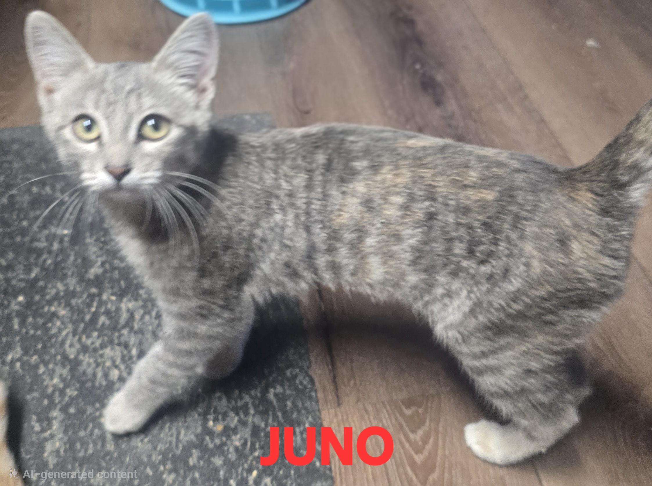 Enlarge Juno, a Adoptable mixed breed in Buhl, ID image 3/3