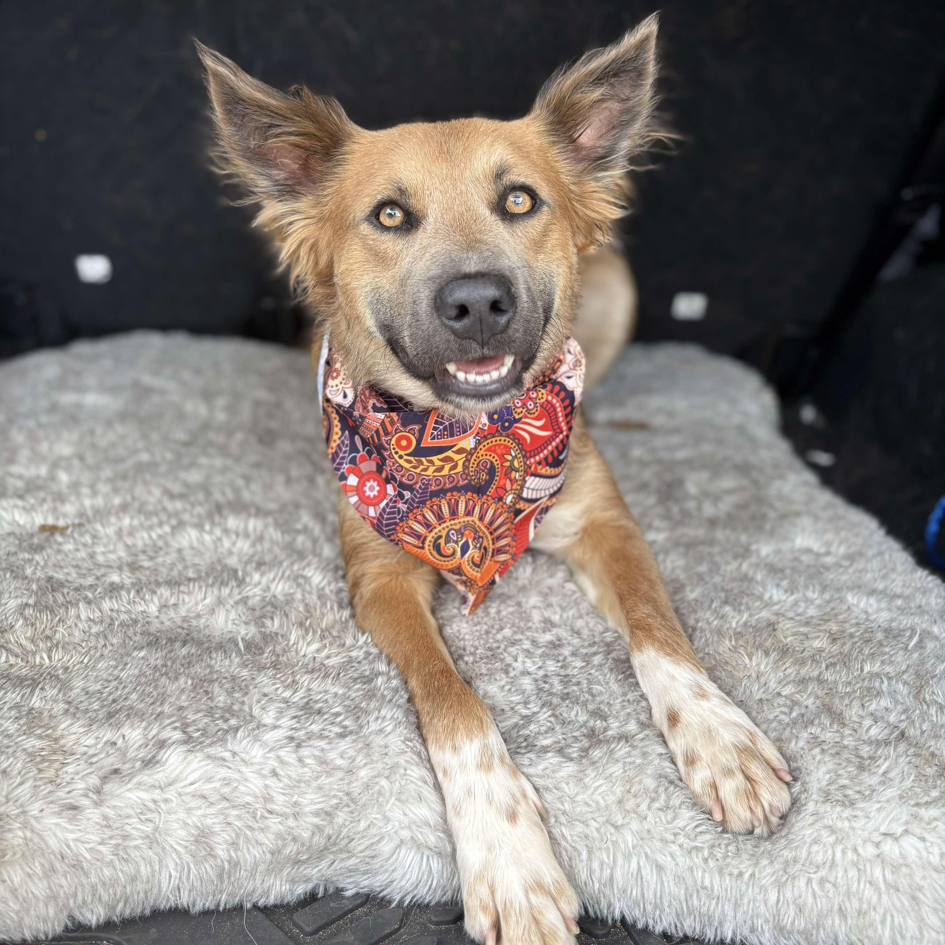 Coolie, an adoptable Australian Cattle Dog / Blue Heeler in Bozeman, MT, 59715 | Photo Image 1
