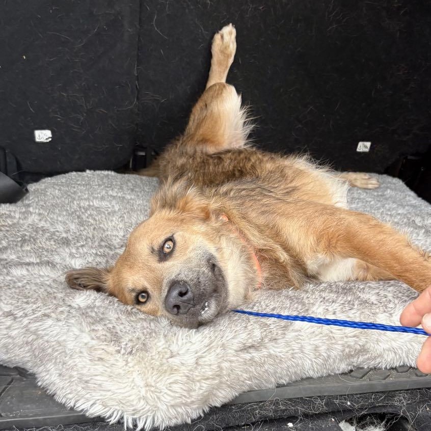 Coolie, an adoptable Australian Cattle Dog / Blue Heeler in Bozeman, MT, 59715 | Photo Image 6