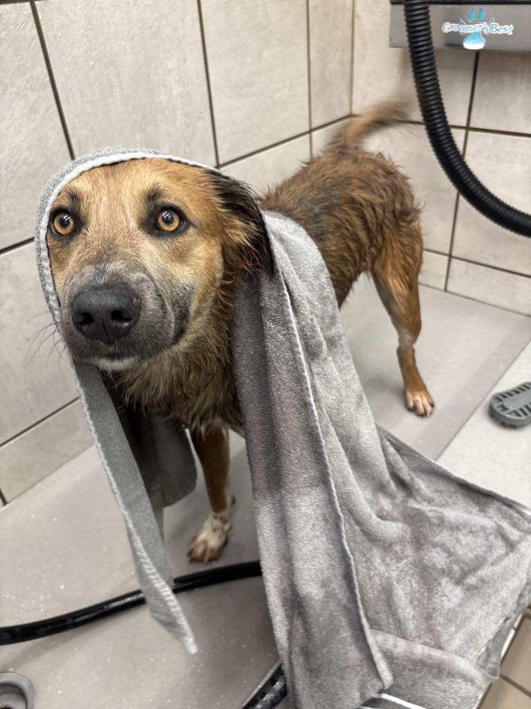 Coolie, an adoptable Australian Cattle Dog / Blue Heeler in Bozeman, MT, 59715 | Photo Image 4