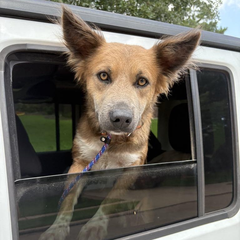 Coolie, an adoptable Australian Cattle Dog / Blue Heeler in Bozeman, MT, 59715 | Photo Image 2
