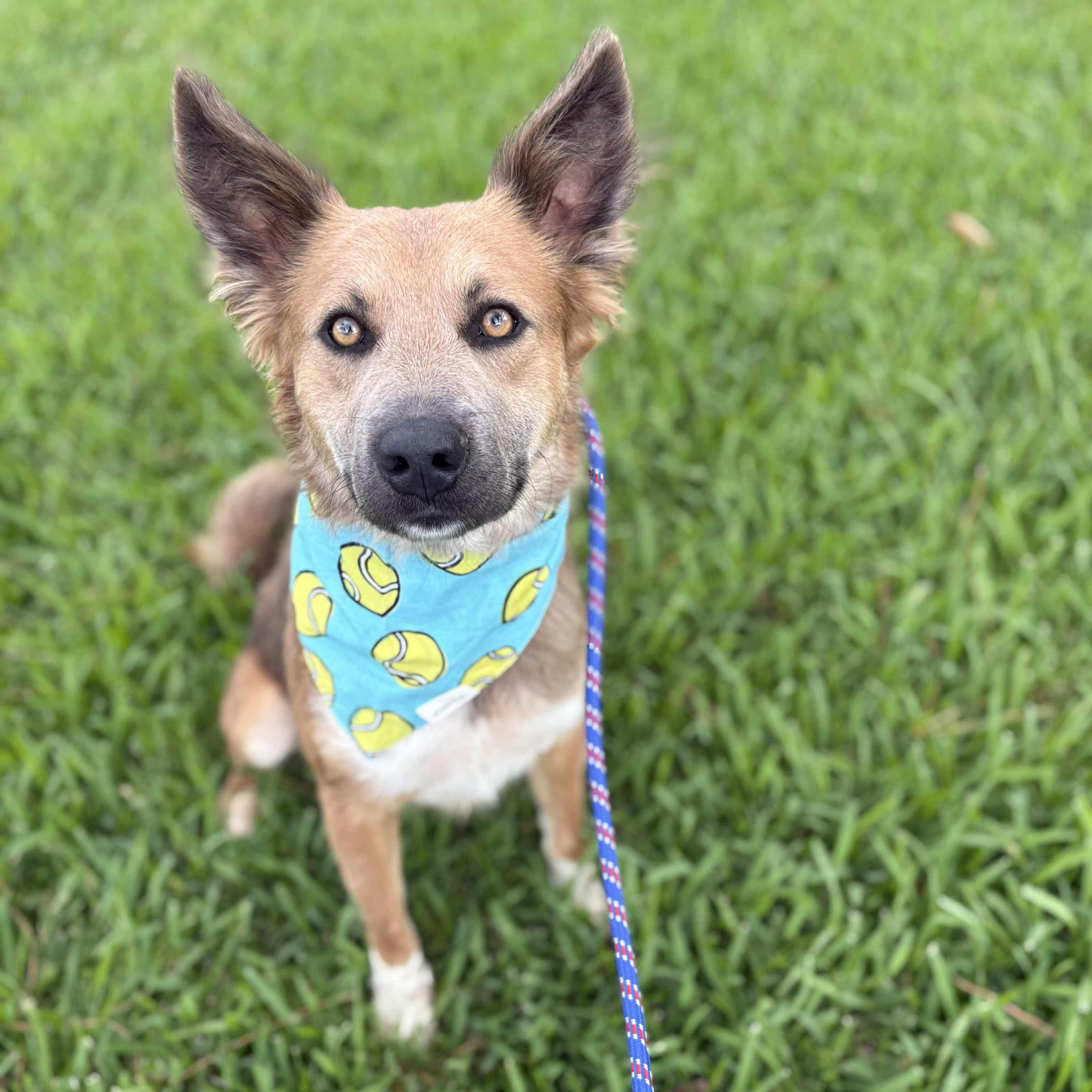 Coolie, an adoptable Australian Cattle Dog / Blue Heeler in Bozeman, MT, 59715 | Photo Image 5