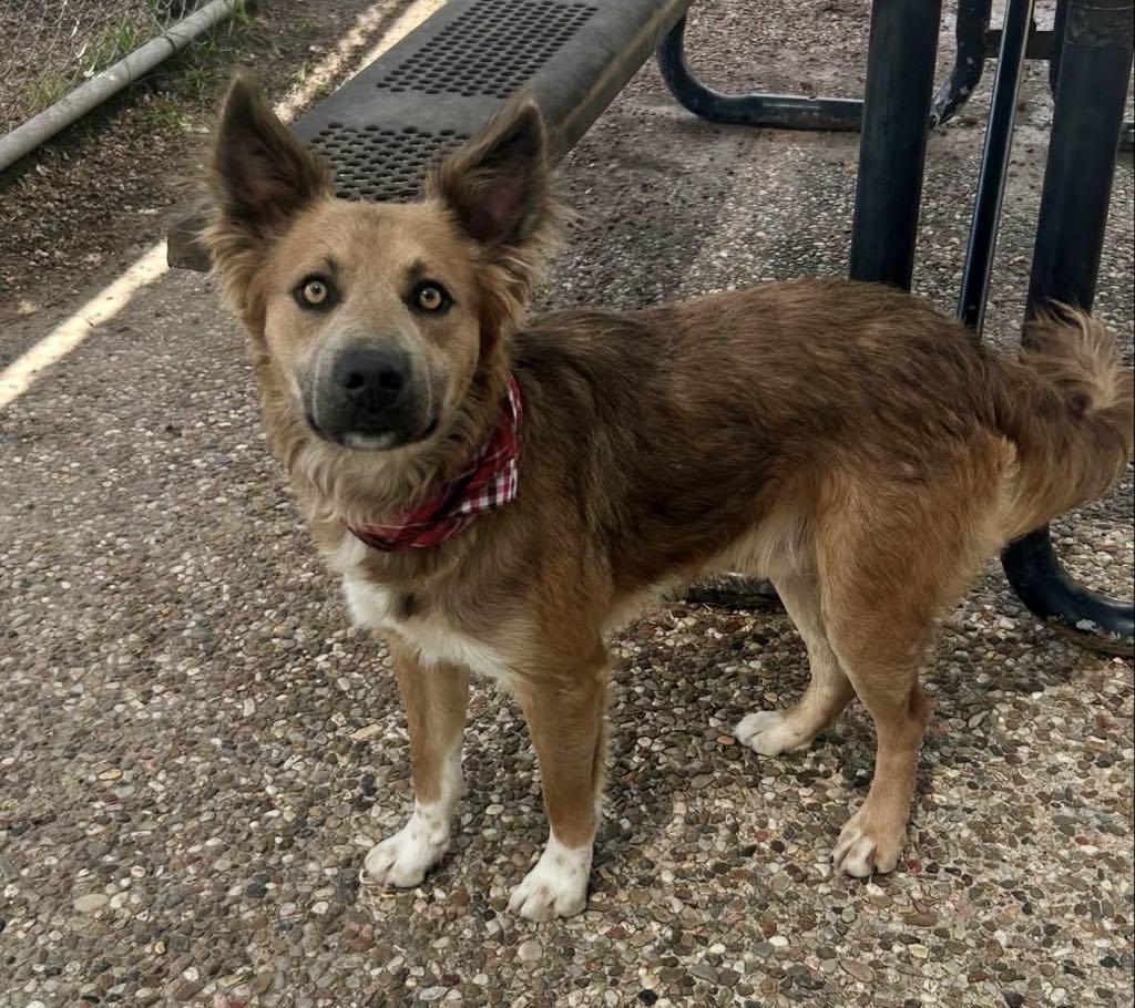 Coolie, an adoptable Australian Cattle Dog / Blue Heeler in Bozeman, MT, 59715 | Photo Image 3