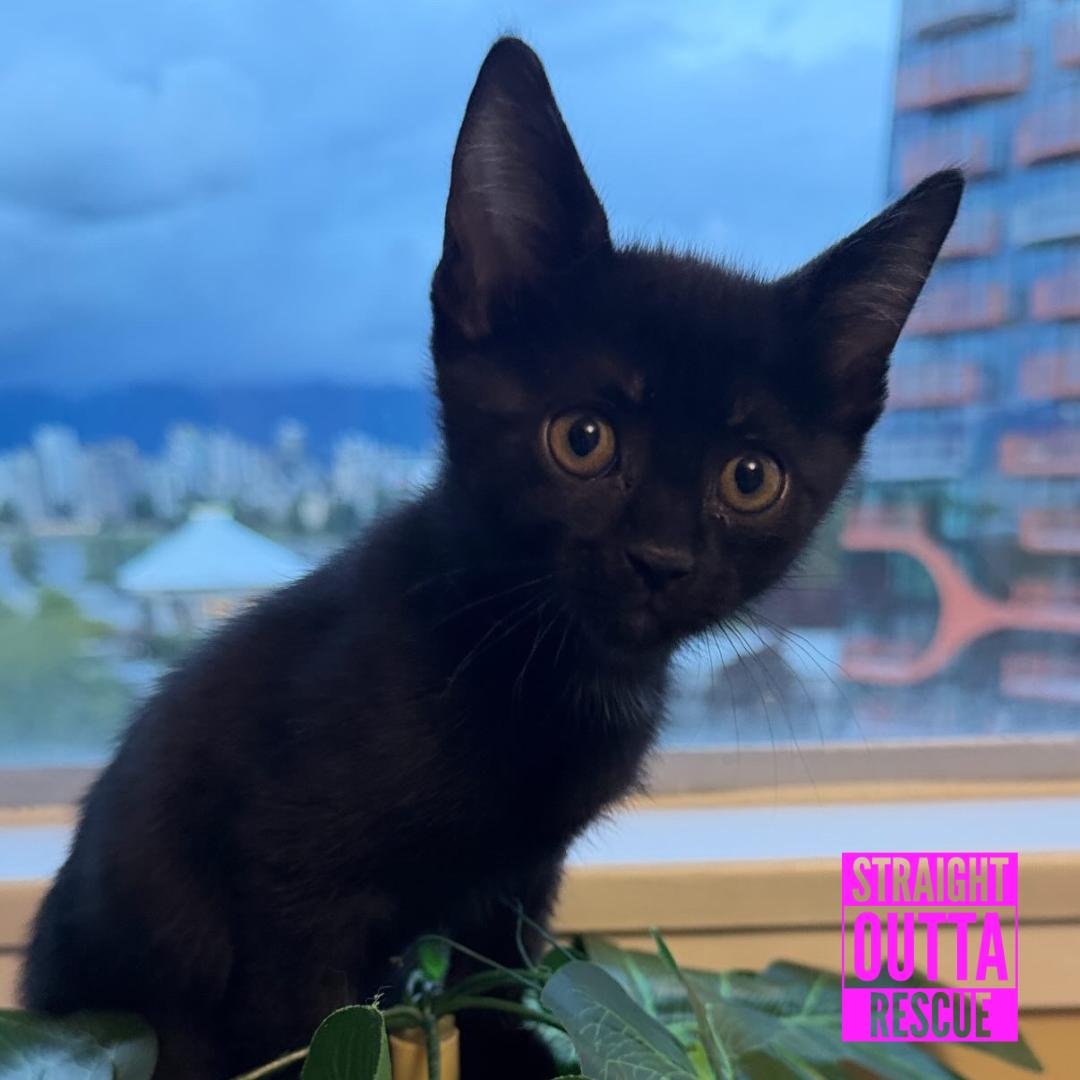 Blue, an adopted Domestic Short Hair in Vancouver, BC image 2/6