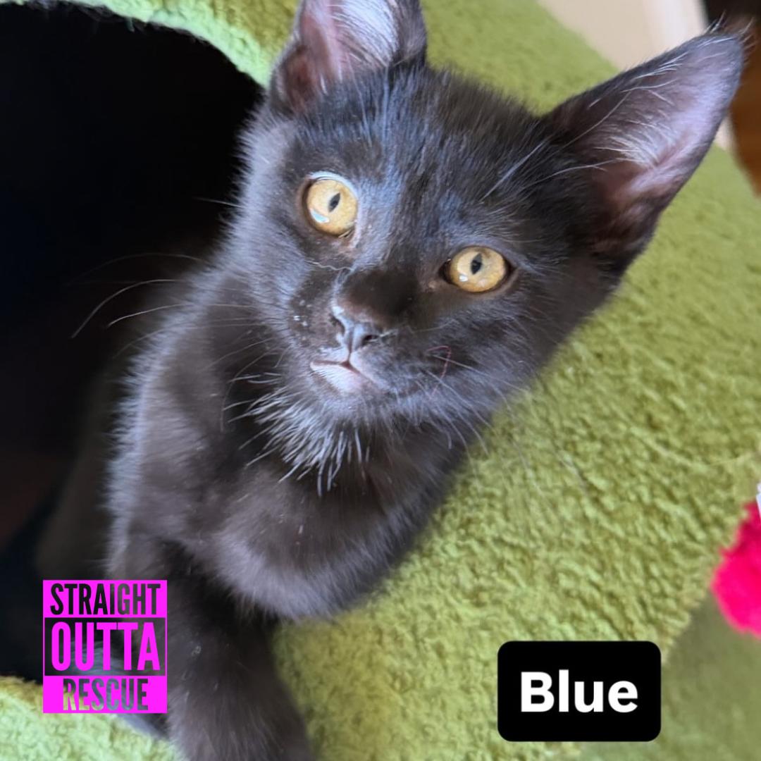 Blue, adopted, Kitten Male Domestic Short Hair.