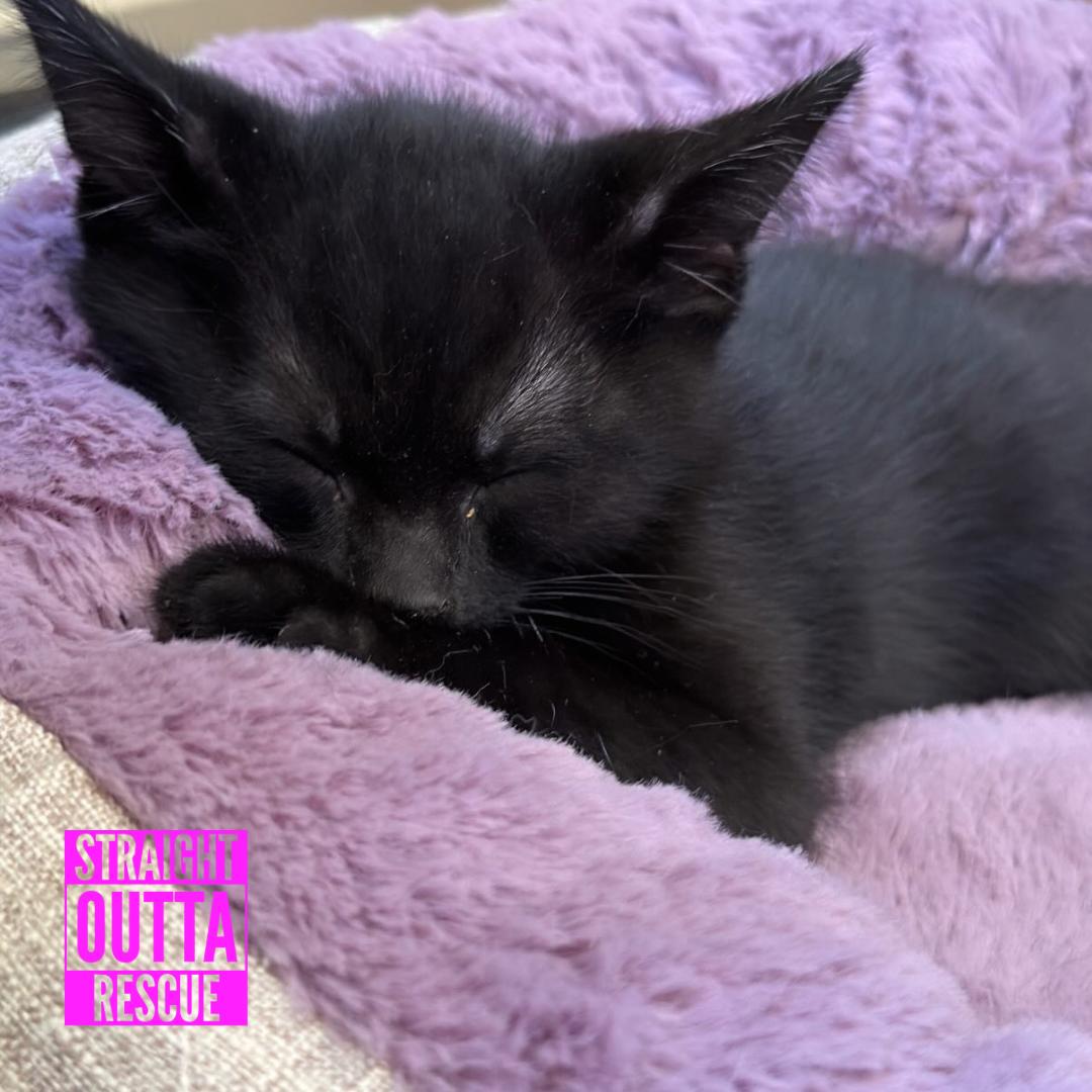 Blue, an adopted Domestic Short Hair in Vancouver, BC image 3/6