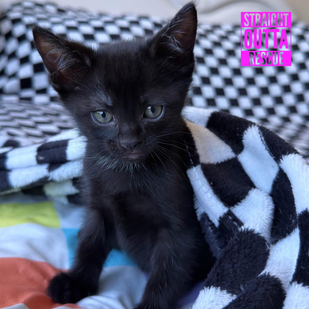 Blue, an adopted Domestic Short Hair in Vancouver, BC image 6/6