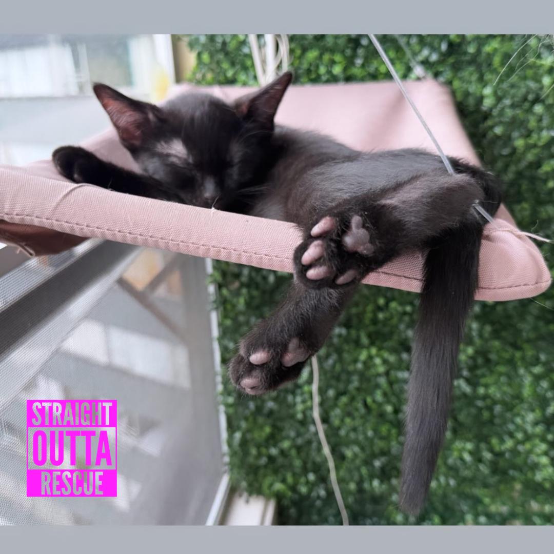 Blue, an adopted Domestic Short Hair in Vancouver, BC image 5/6