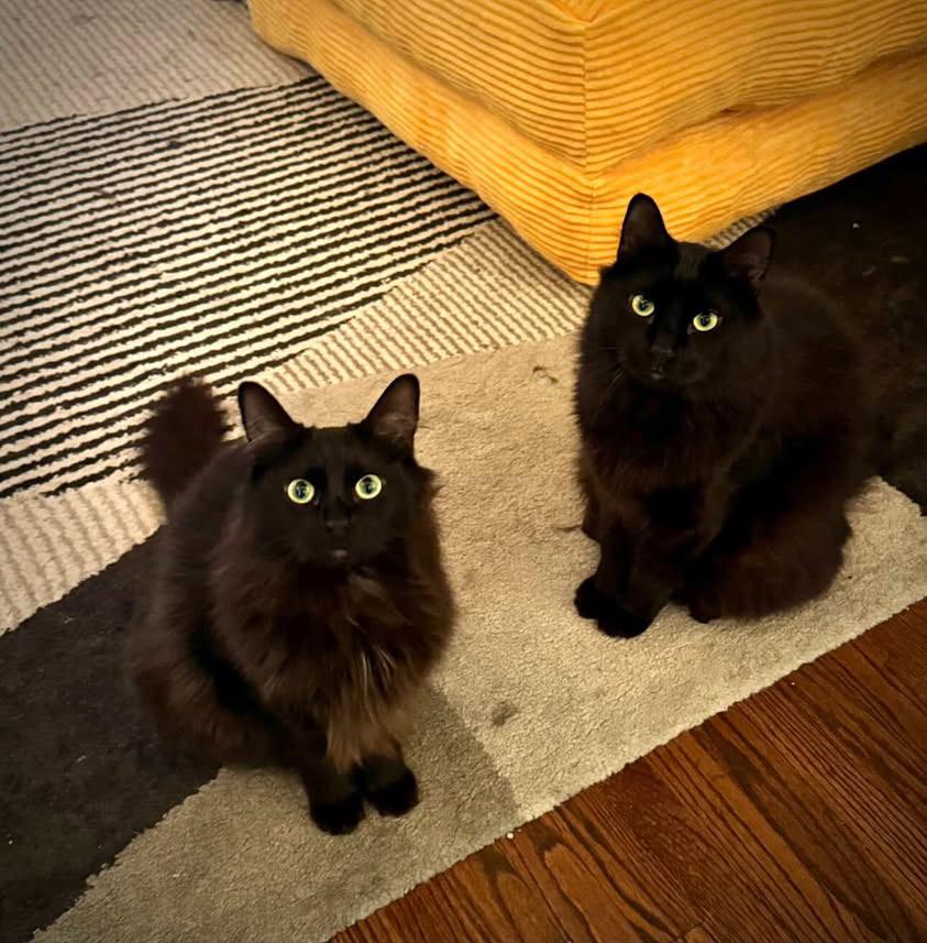 Pickle and Pepper, Adoptable, Adult Male Domestic Long Hair.