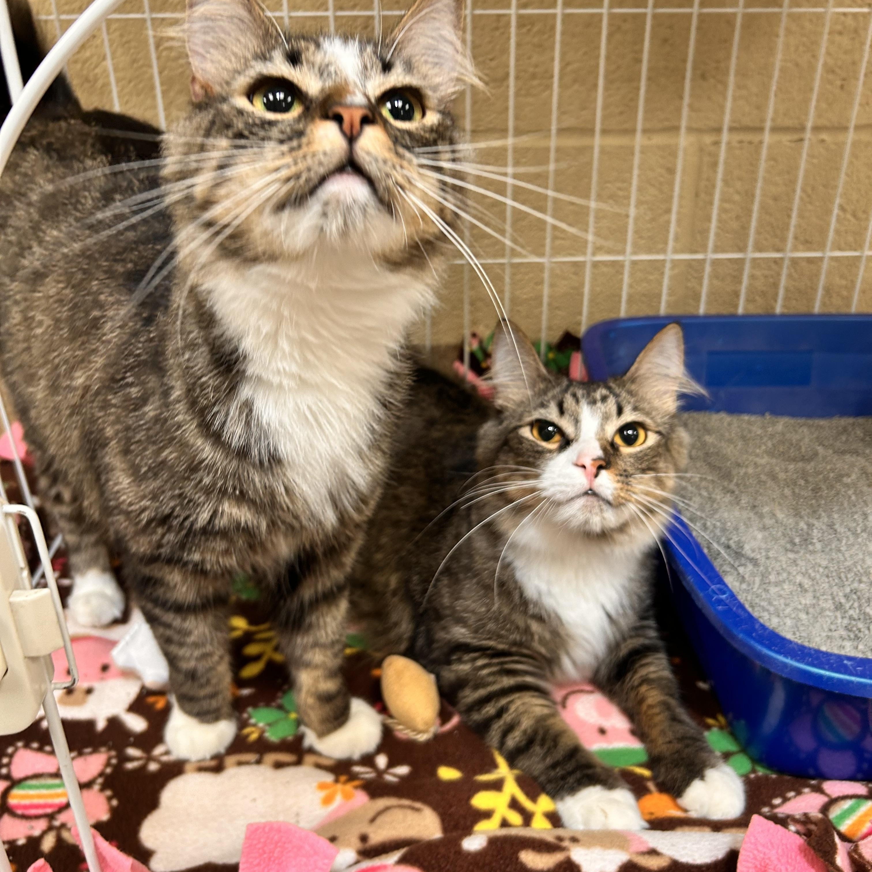 Luca and Leo (Bonded Pair), adopted, Young Male Domestic Medium Hair.
