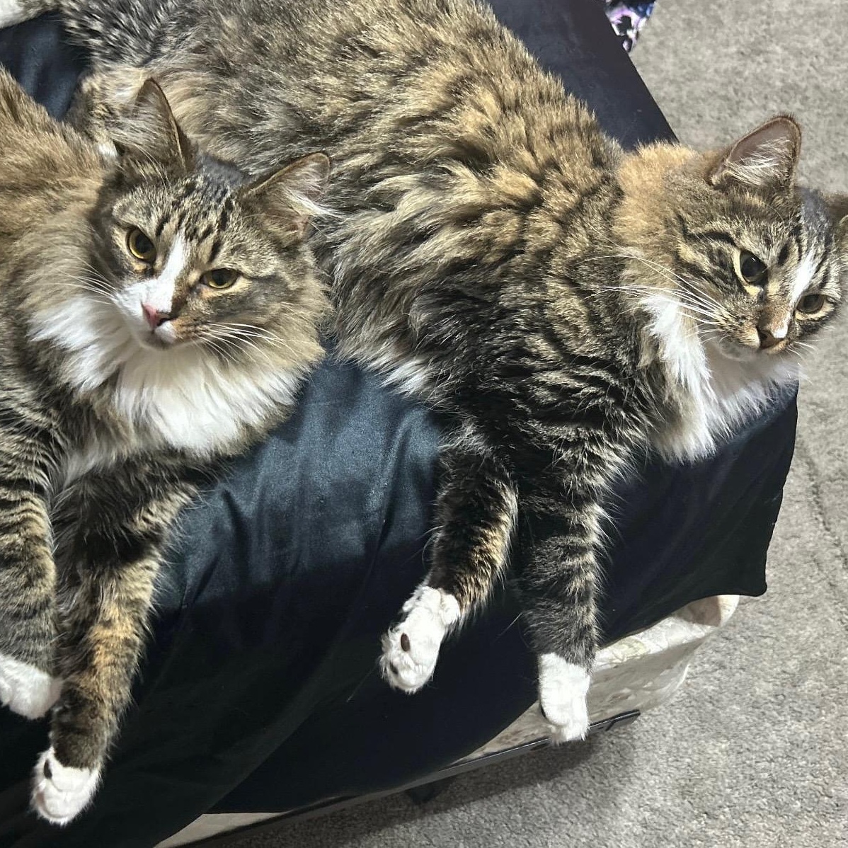 Luca and Leo (Bonded Pair), an adopted Domestic Medium Hair in Myerstown, PA image 2/2