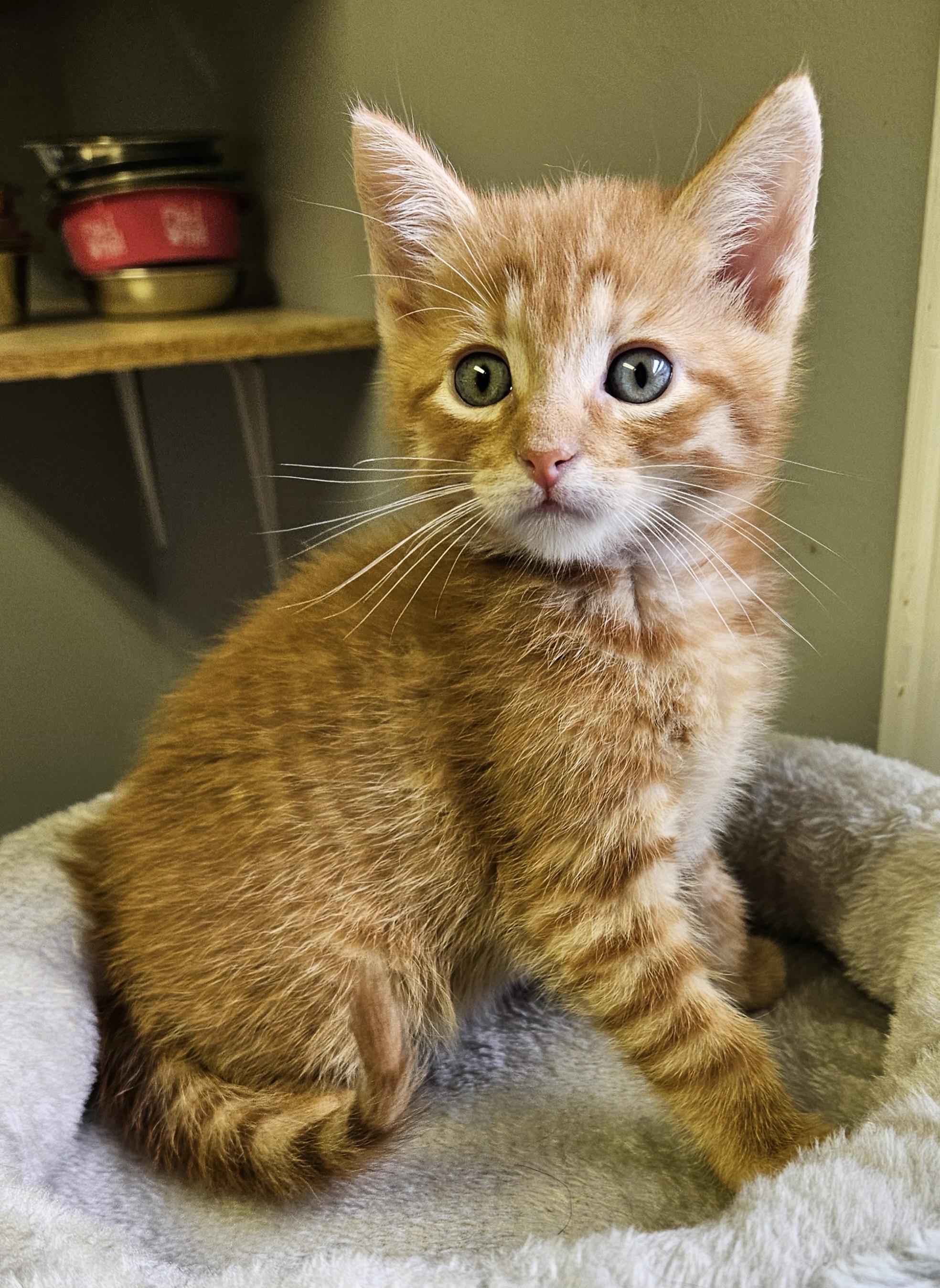 Enlarge Chanterelle, an adopted Domestic Short Hair in Brockport, NY image 3/6