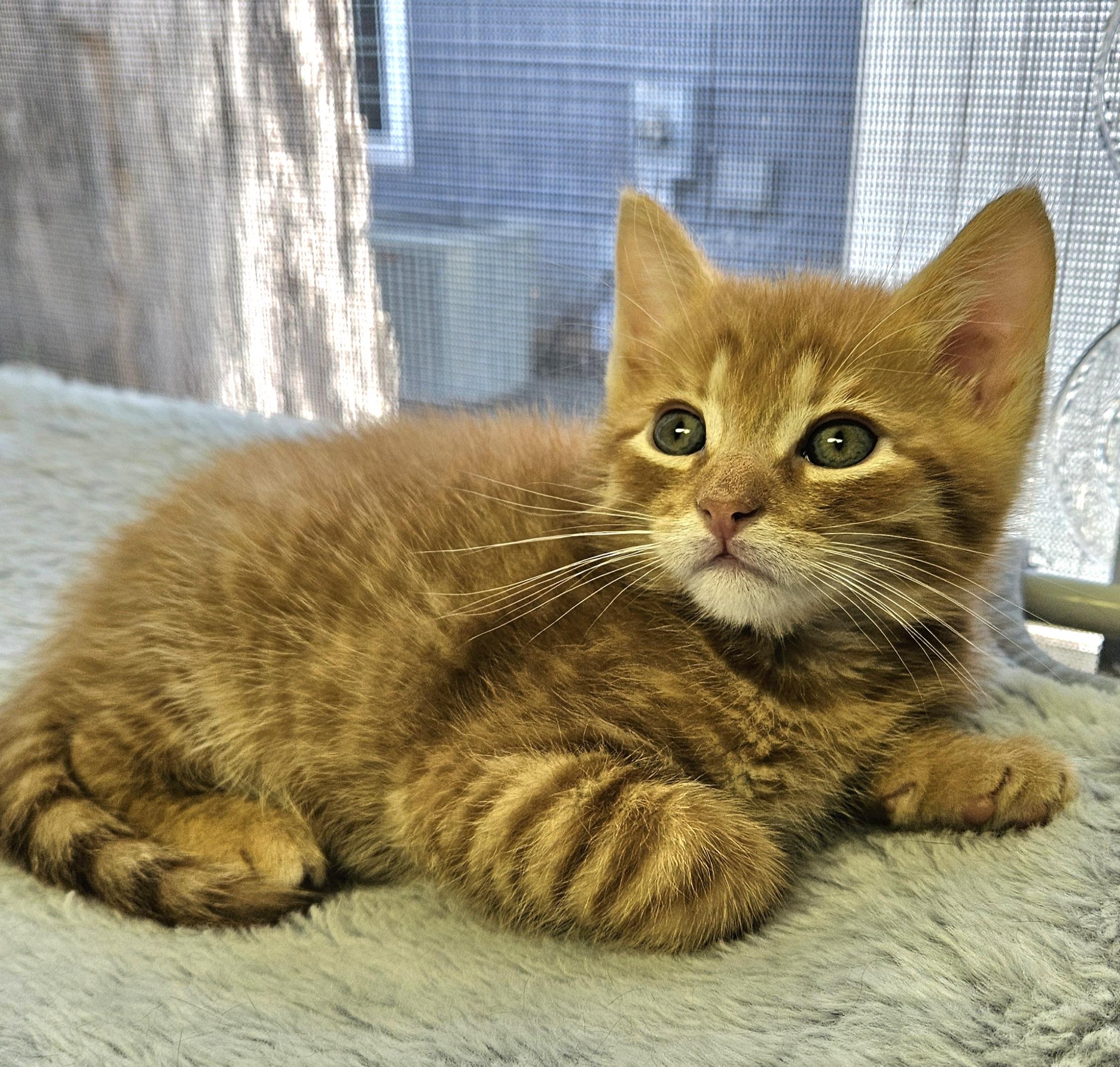 Enlarge Chanterelle, an adopted Domestic Short Hair in Brockport, NY image 2/6