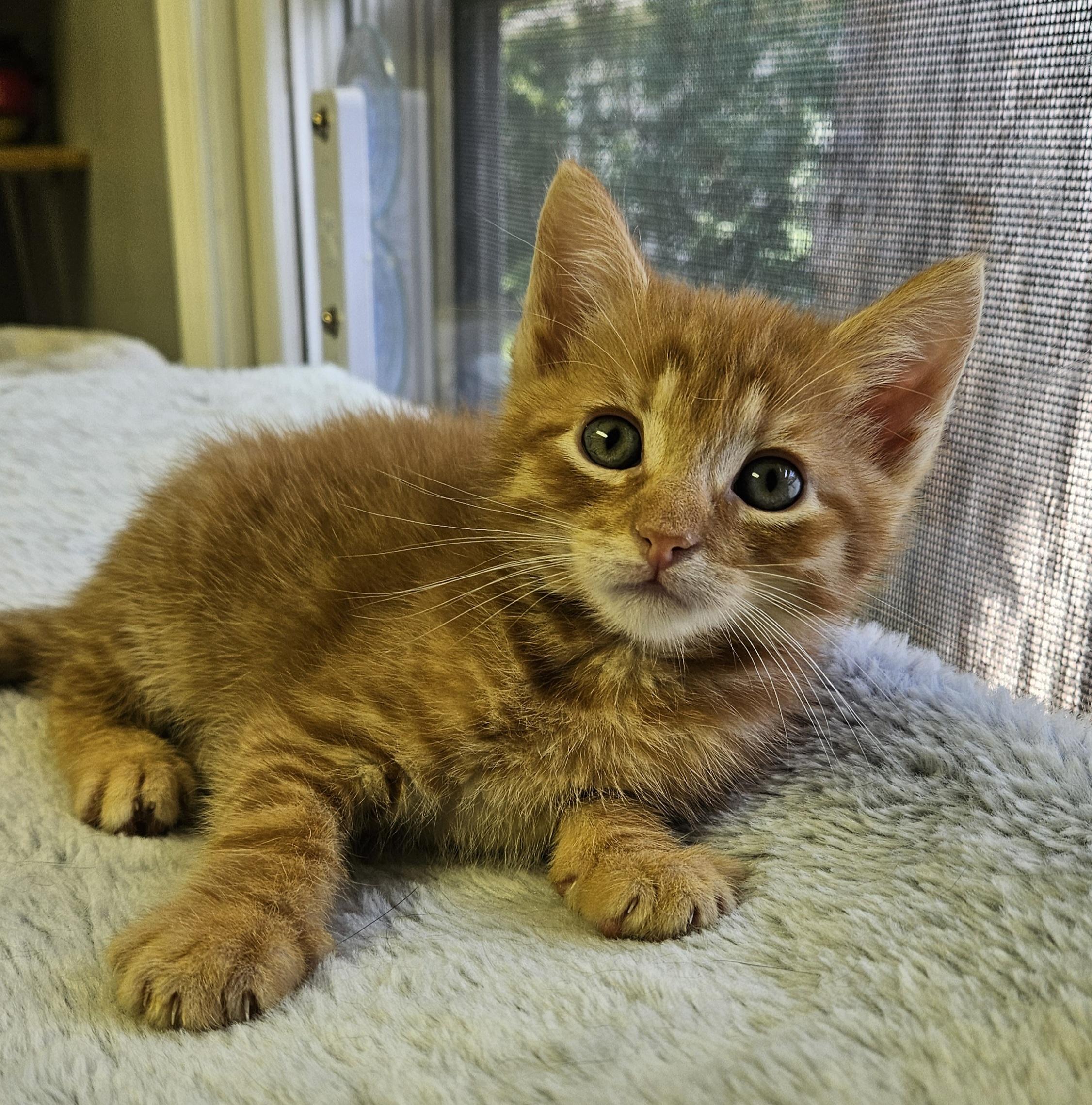 Chanterelle, adopted, Kitten Male Domestic Short Hair.