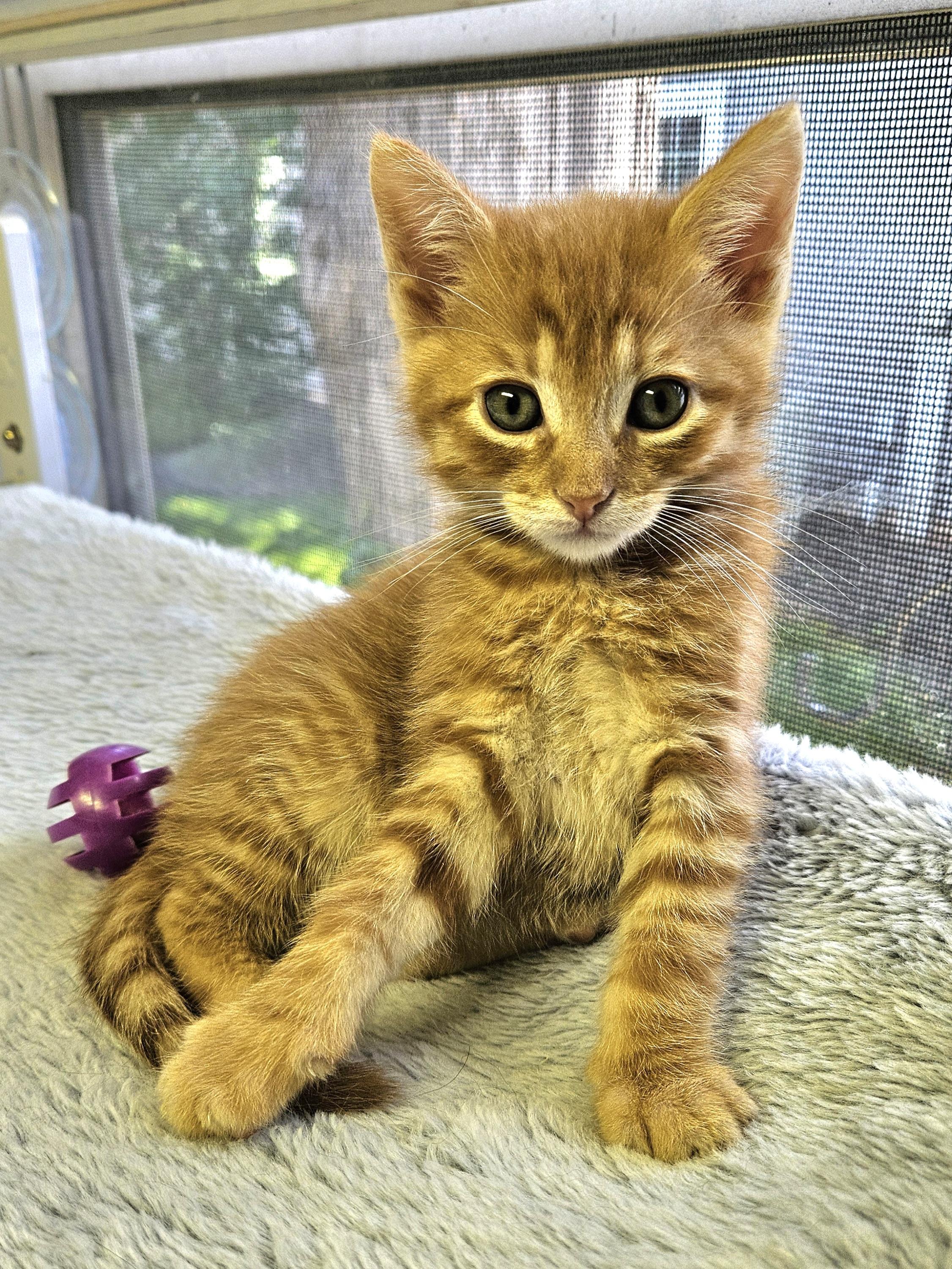 Enlarge Chanterelle, an adopted Domestic Short Hair in Brockport, NY image 4/6
