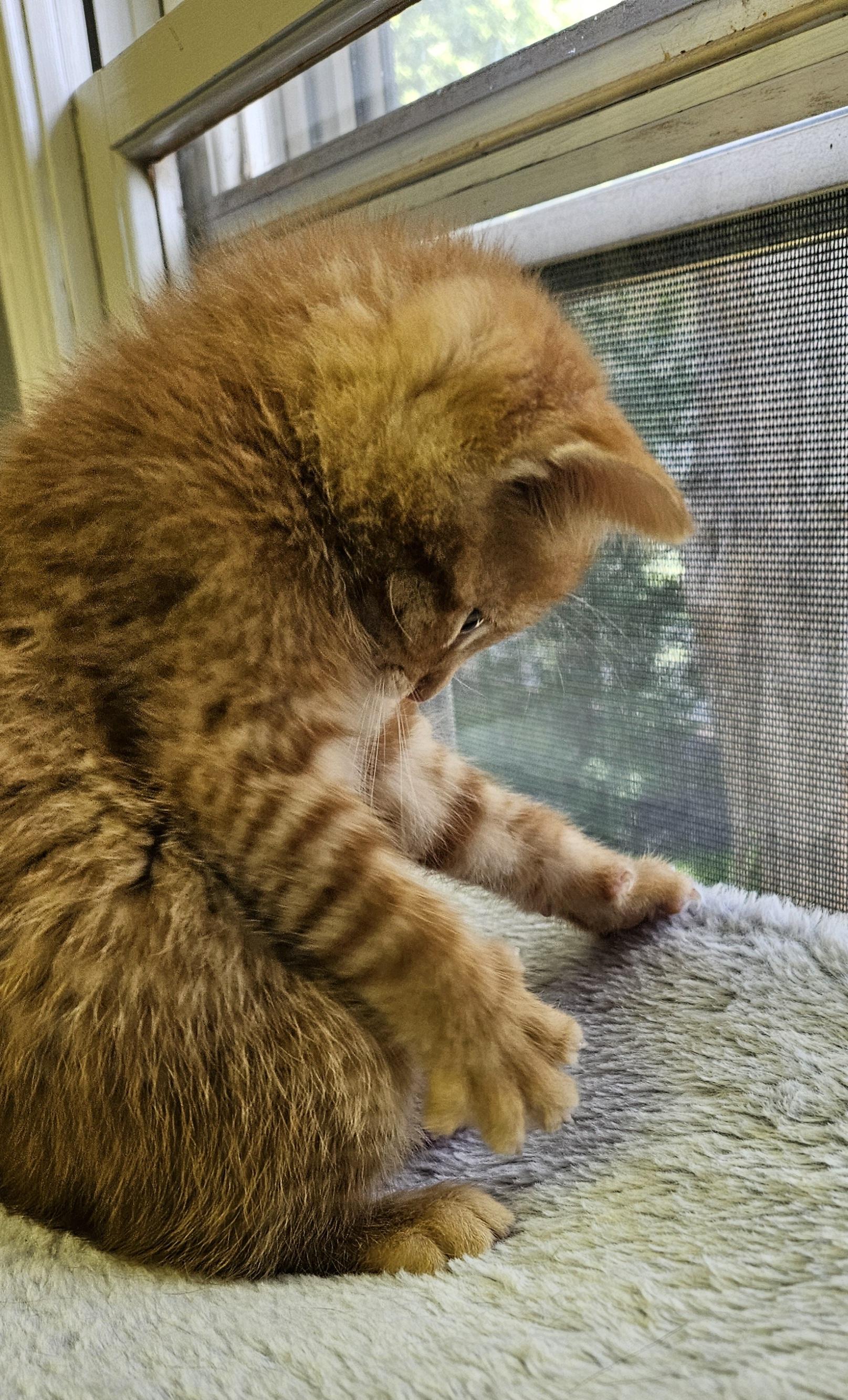 Enlarge Chanterelle, an adopted Domestic Short Hair in Brockport, NY image 6/6