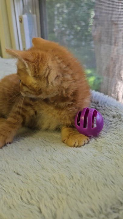 Enlarge Chanterelle, an adopted Domestic Short Hair in Brockport, NY video 5/6