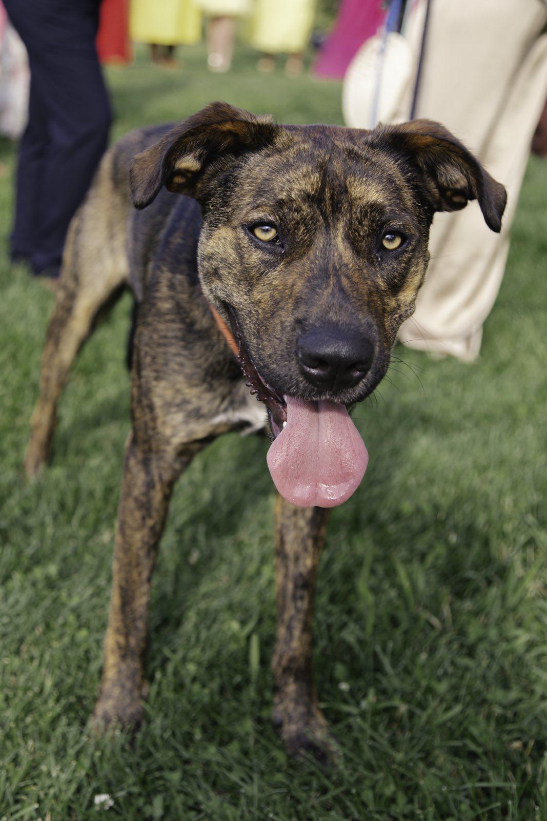 Enlarge TWIX, a Adoptable mixed breed in Jackson Heights, NY image 1/4