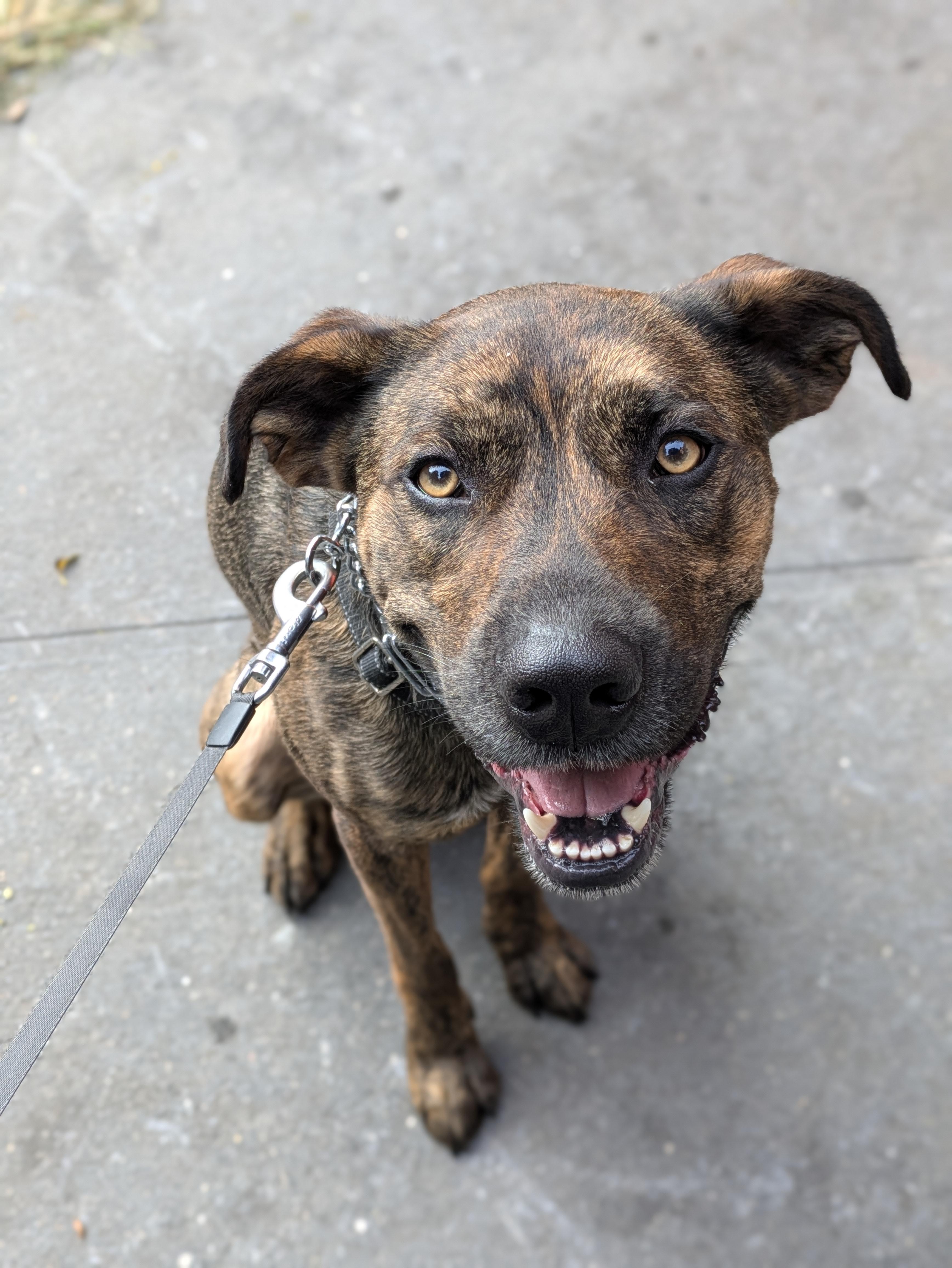 Enlarge TWIX, a Adoptable mixed breed in Jackson Heights, NY image 4/4