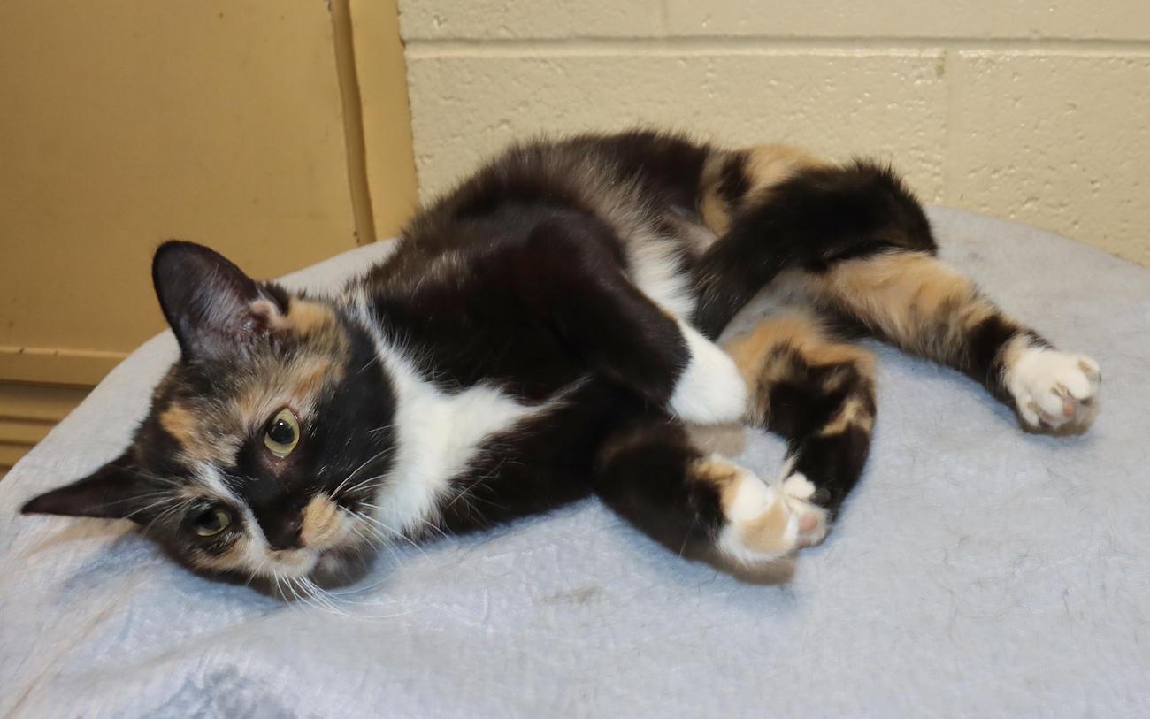 Enlarge Coco, an adopted Calico in Euclid, OH image 4/6