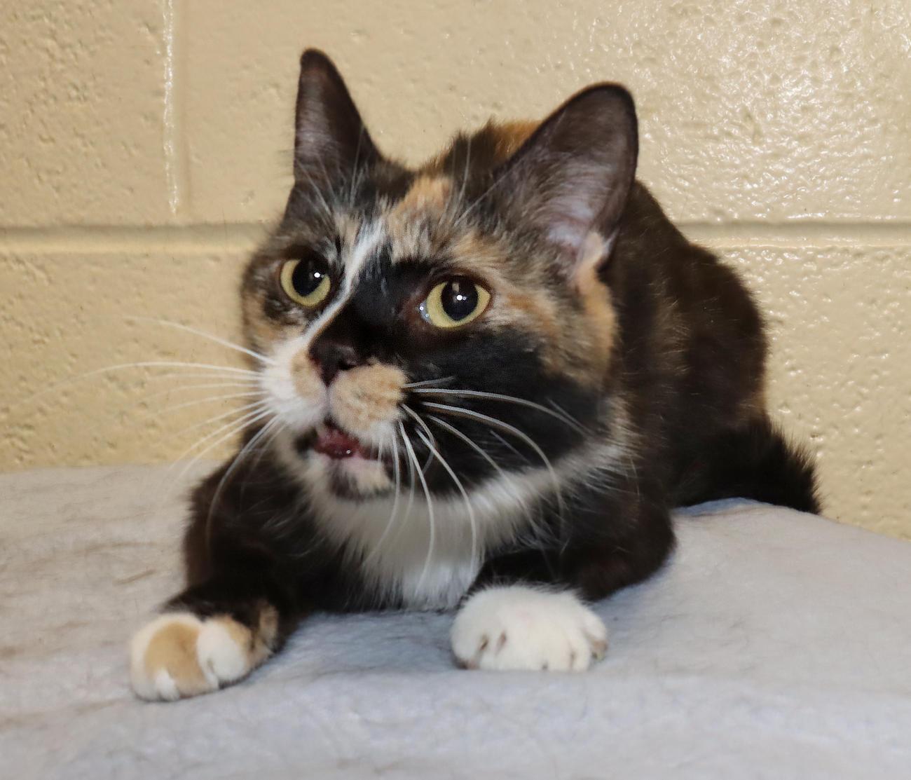 Enlarge Coco, an adopted Calico in Euclid, OH image 5/6