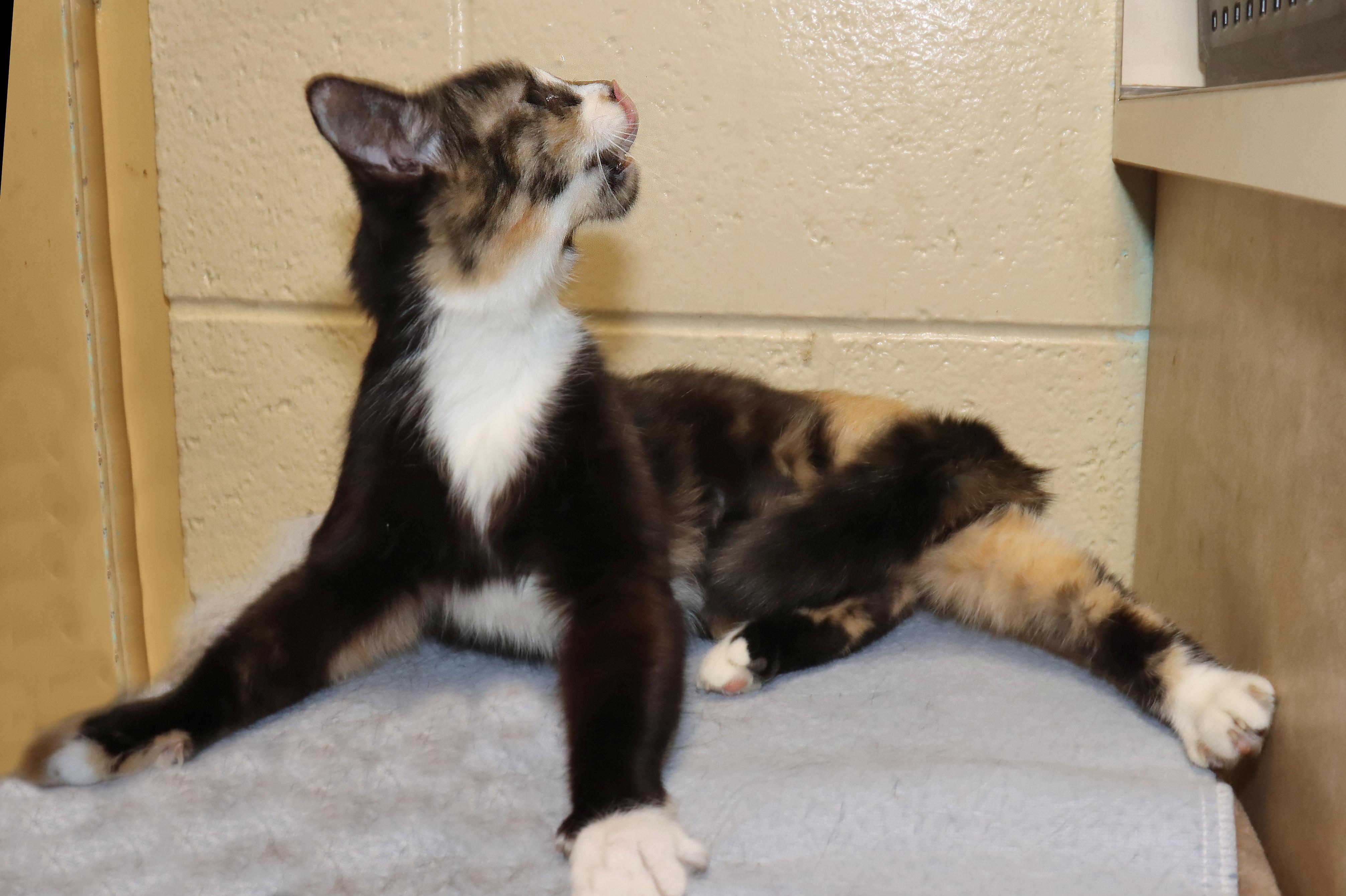 Enlarge Coco, an adopted Calico in Euclid, OH image 3/6