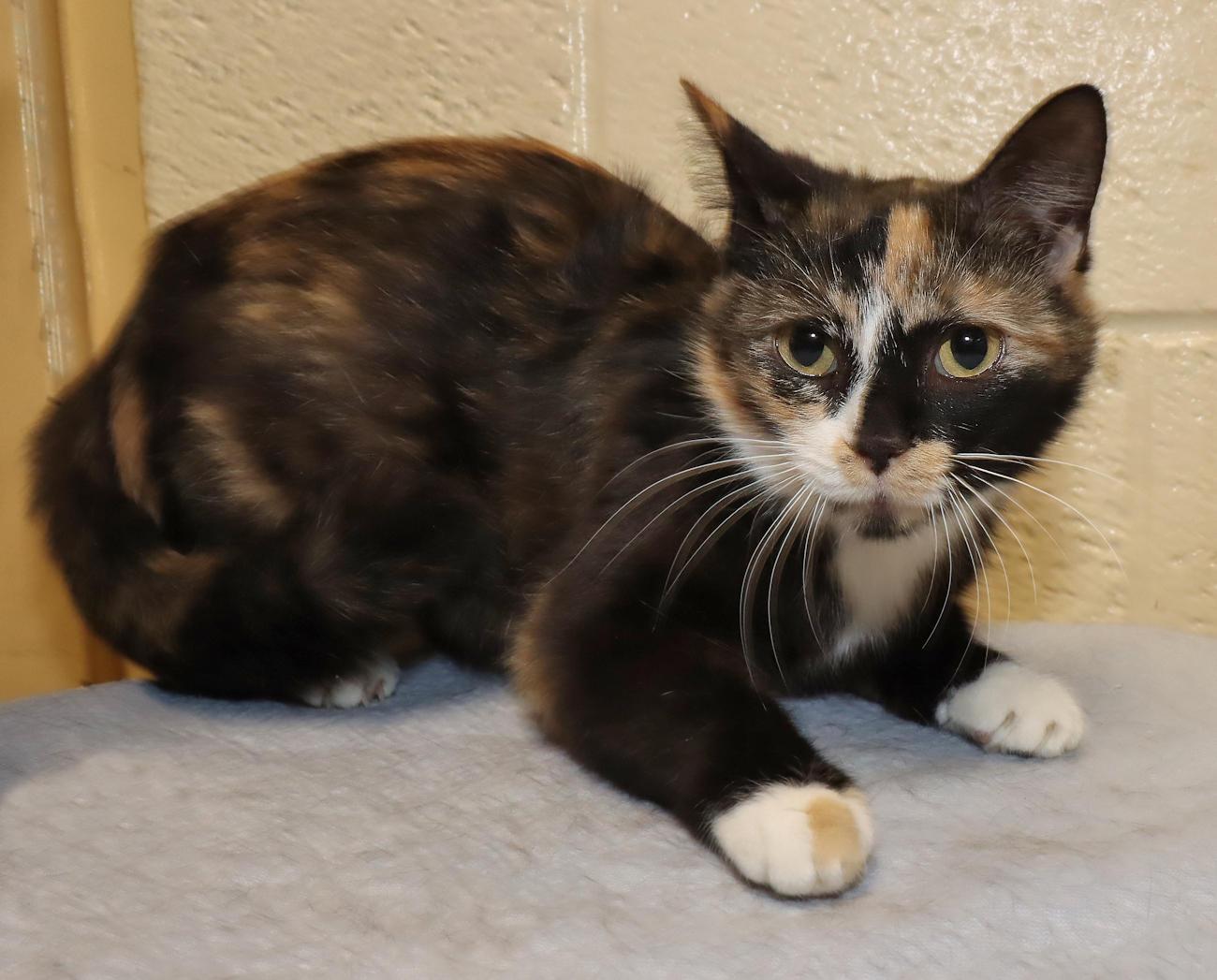 Enlarge Coco, an adopted Calico in Euclid, OH image 6/6