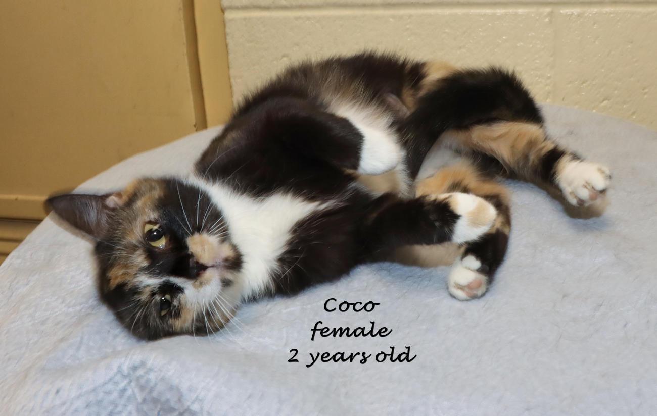 Enlarge Coco, an adopted Calico in Euclid, OH image 2/6