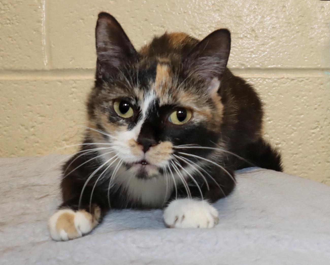 Enlarge Coco, an adopted Calico in Euclid, OH image 1/6