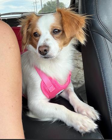 Enlarge David, a Adopted mixed breed in Justin, TX image 5/5