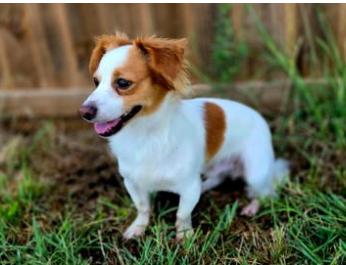 Enlarge David, a Adopted mixed breed in Justin, TX image 3/5