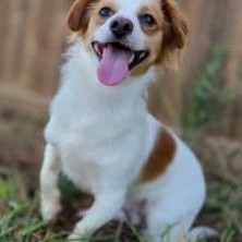 David, Adopted, Adult Male Chihuahua.