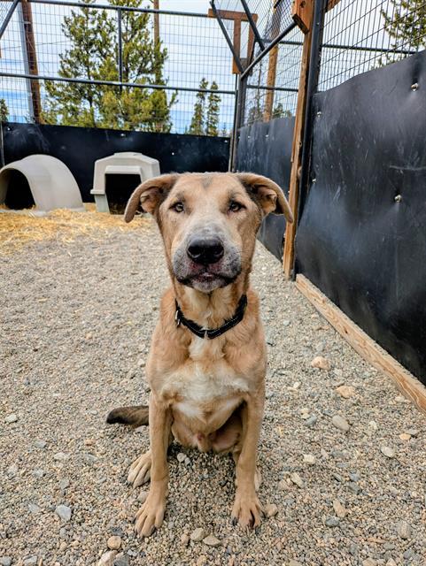 Enlarge MICK, a Adoptable mixed breed in Frisco, CO image 1/1