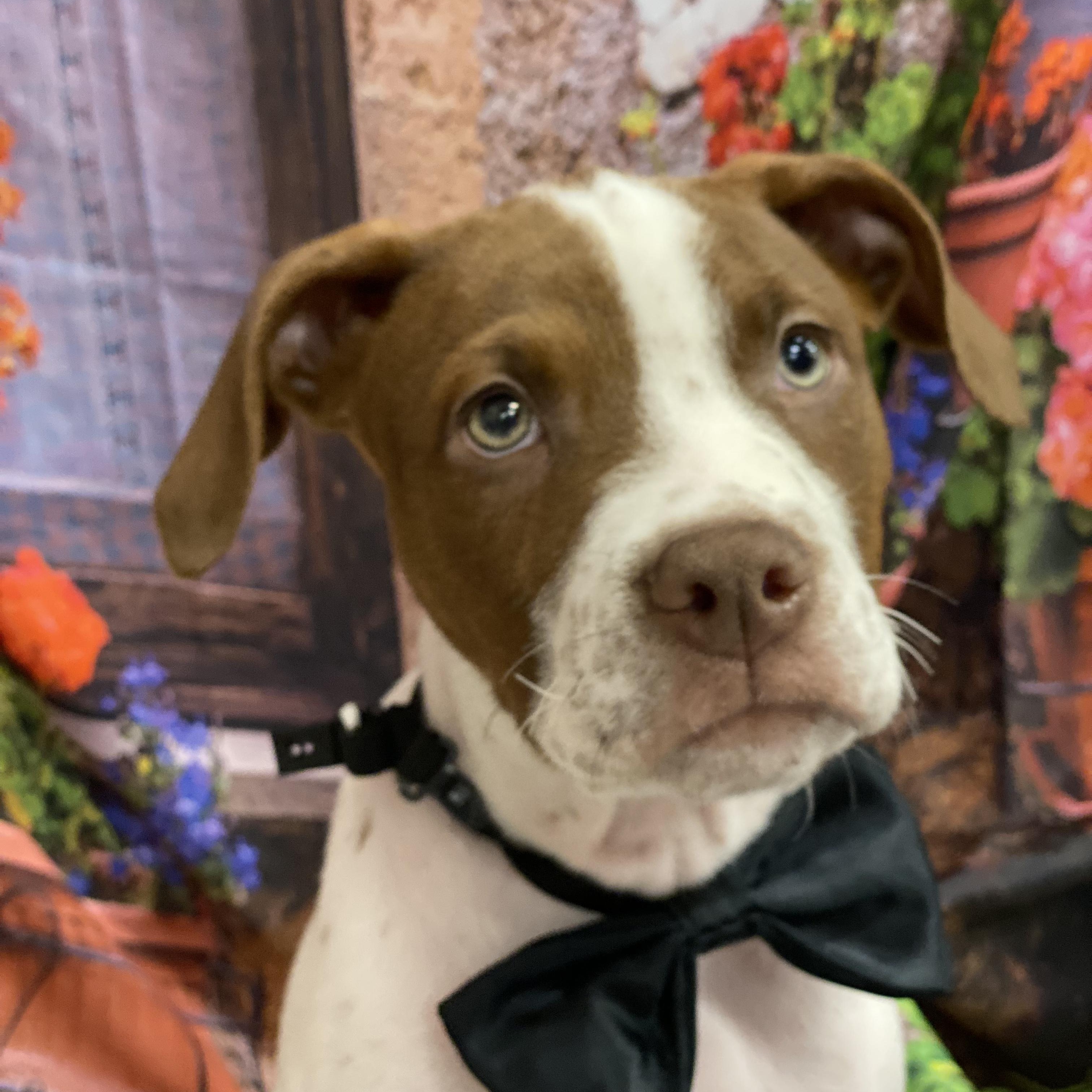 Alfie, a Adoptable mixed breed in Babylon, NY image 3/6
