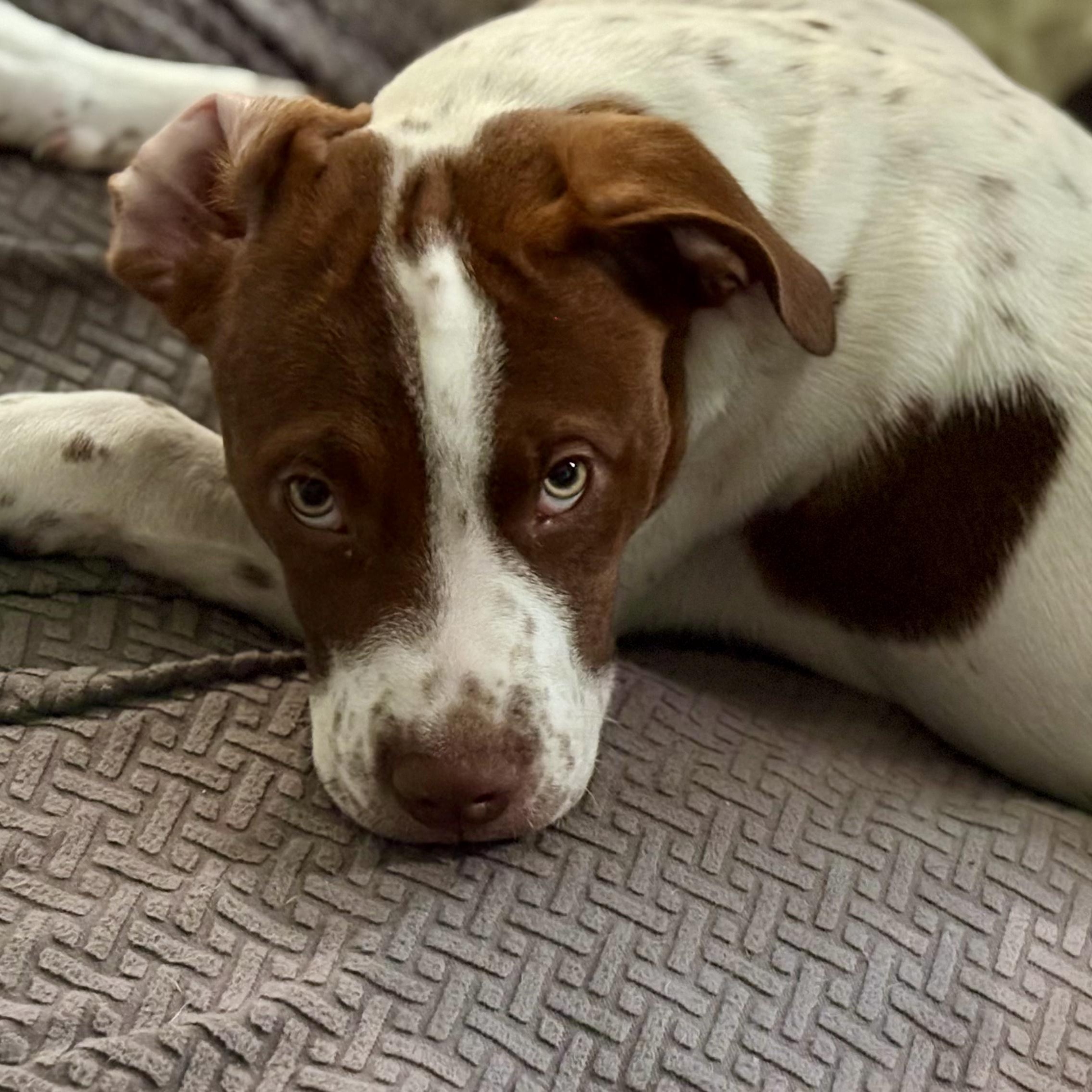 Alfie, Adoptable, Puppy Male American Bully.
