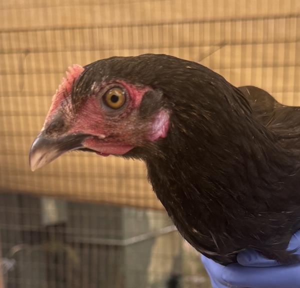 Lawney, Adoptable, Young Male Chicken.
